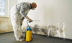 Best Basement Mold Removal  in Norwood Young America, MN